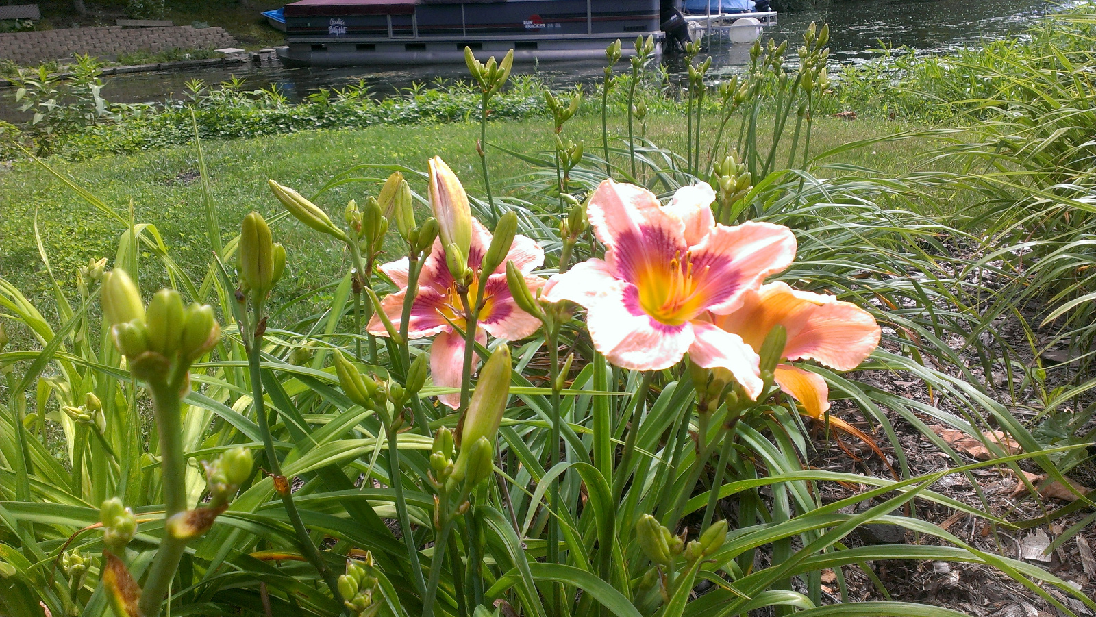 Daylily